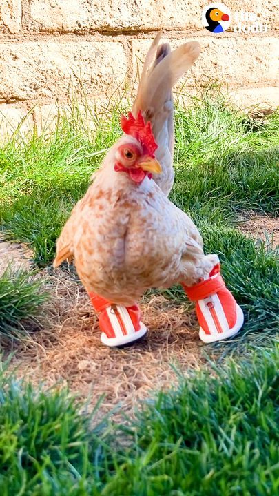 Rescue Chicken Has A Special Boot Collection