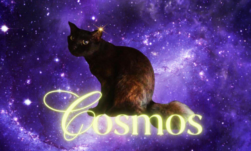 I’m Cosmos, A Fluffy Ball Of Fun Waiting To Pounce..