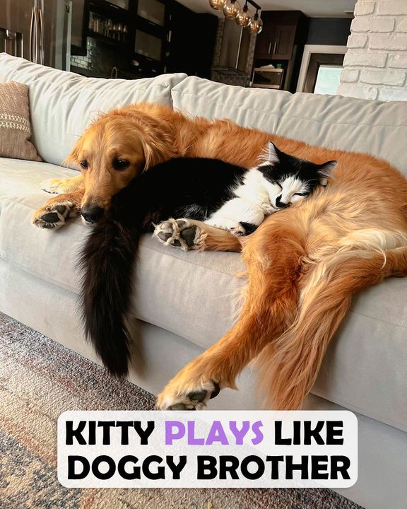 Kitten Wants To Be Just Like His Big Doggy Bro