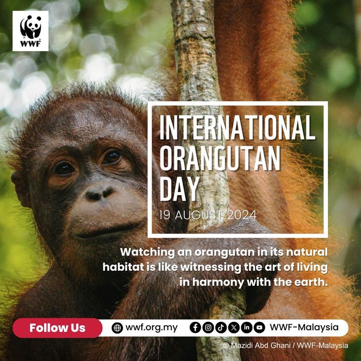 Happy International Orangutan Day. Dyk That The Bo..