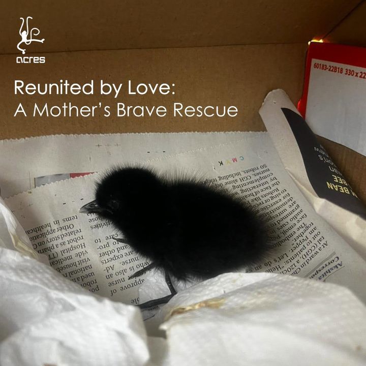 Reunited By Love A Mothers Brave Rescue. While Fee..