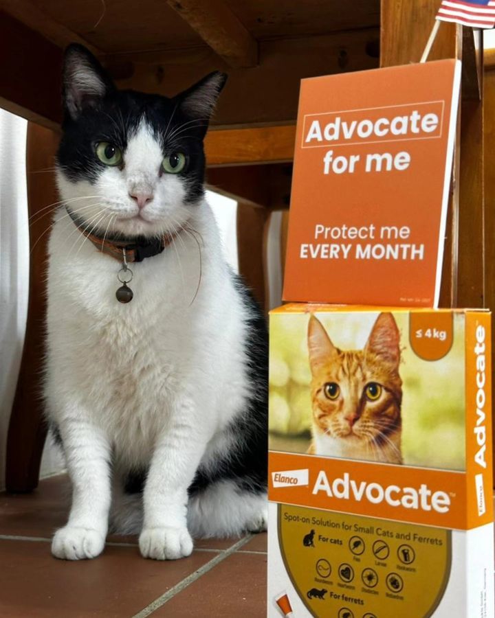 Your Furry Friend Deserves The Best, And That Incl..