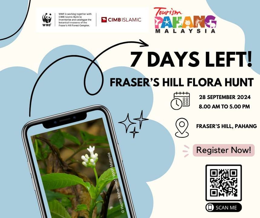 Were Only One Week Away From The Frasers Hill Flor..