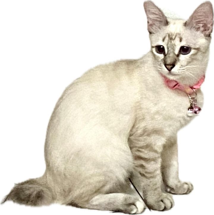Missing Cat "Paris". Suddenly Went Missing Today 6..