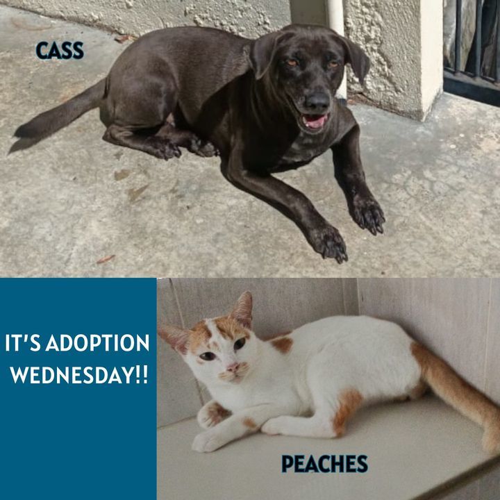 Adoption Wednesday. Names Cass Peaches. Why Need F..