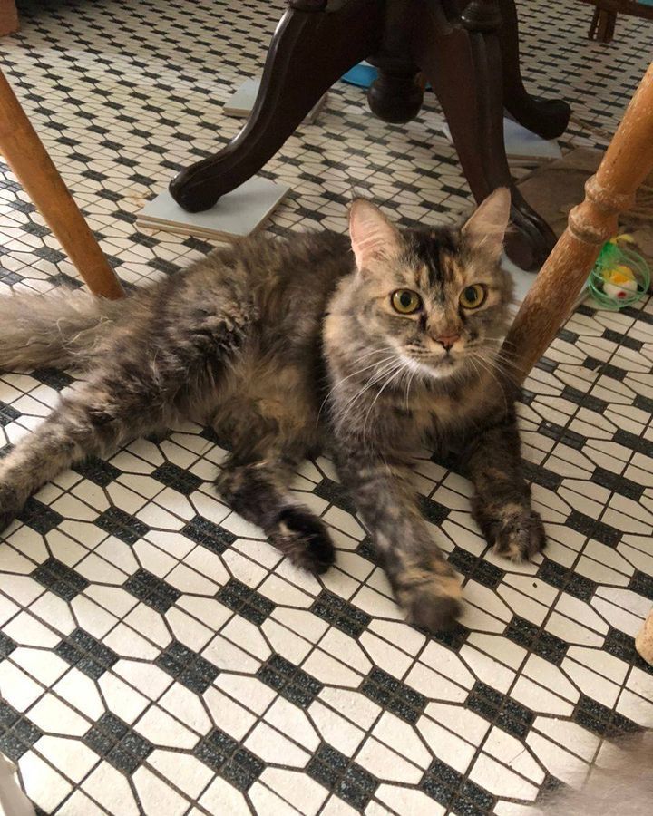 Lost Cat. Name Sassy. Age 1.5 Years. Sex Female Sp..