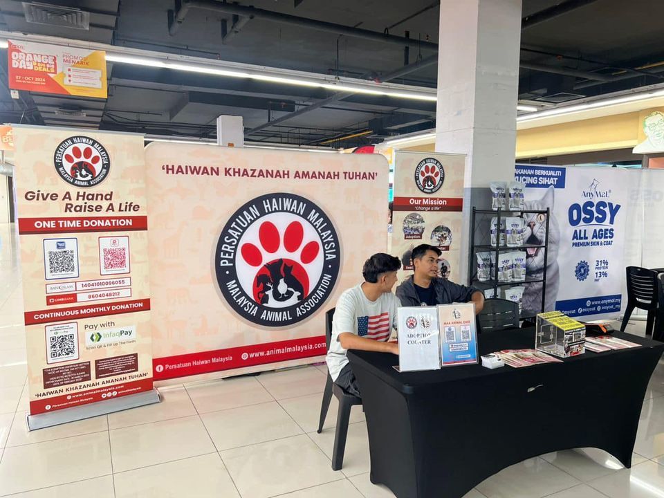 Ossycat – Animal Malaysia Cat Adoption Fiesta Adal..