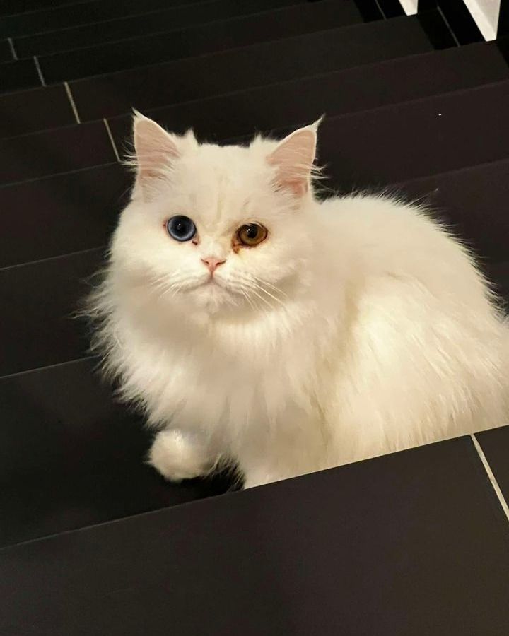 Lost Cat. When Lost Since 30th Nov 2024. Where Las..