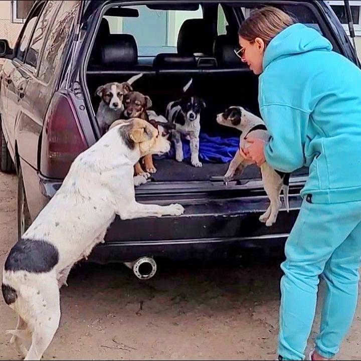 Mama Dog Reunited With Her Stolen Puppies… She Is Crying From Happiness