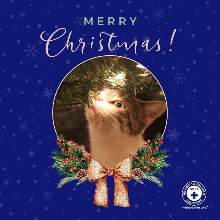 Wishing Everyone A Pawsome Holiday Season. This Ch..