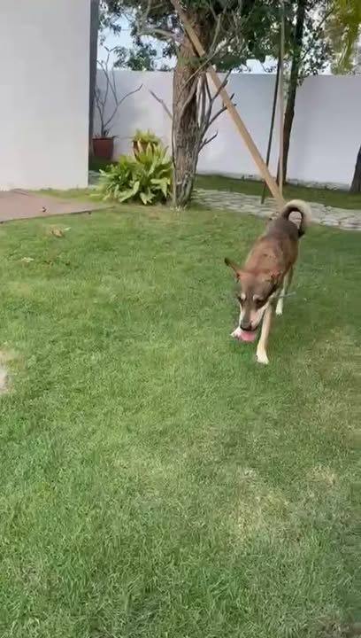 Delighted That Taco Has A New Home After A Year Wi..