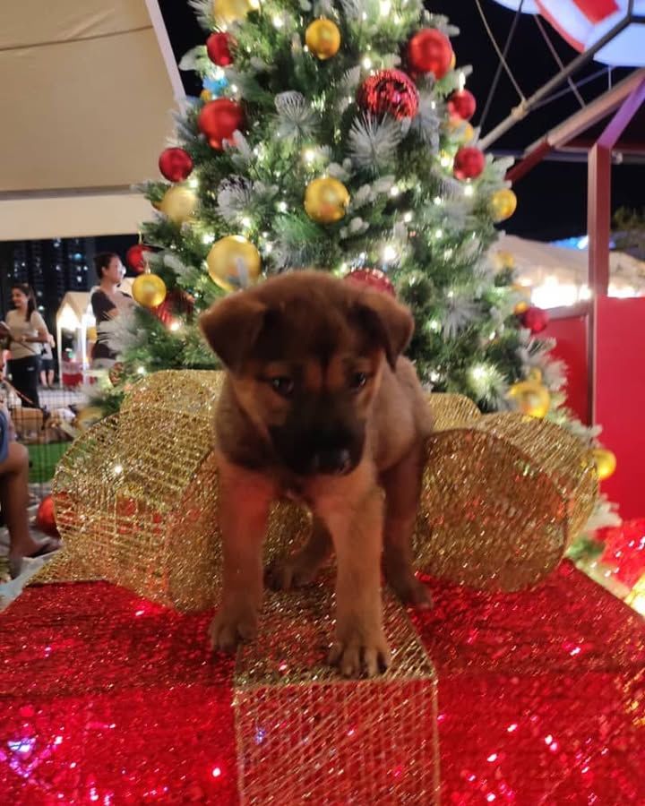 Last Weekends Paw Mas Gathering Was A Great Event ..