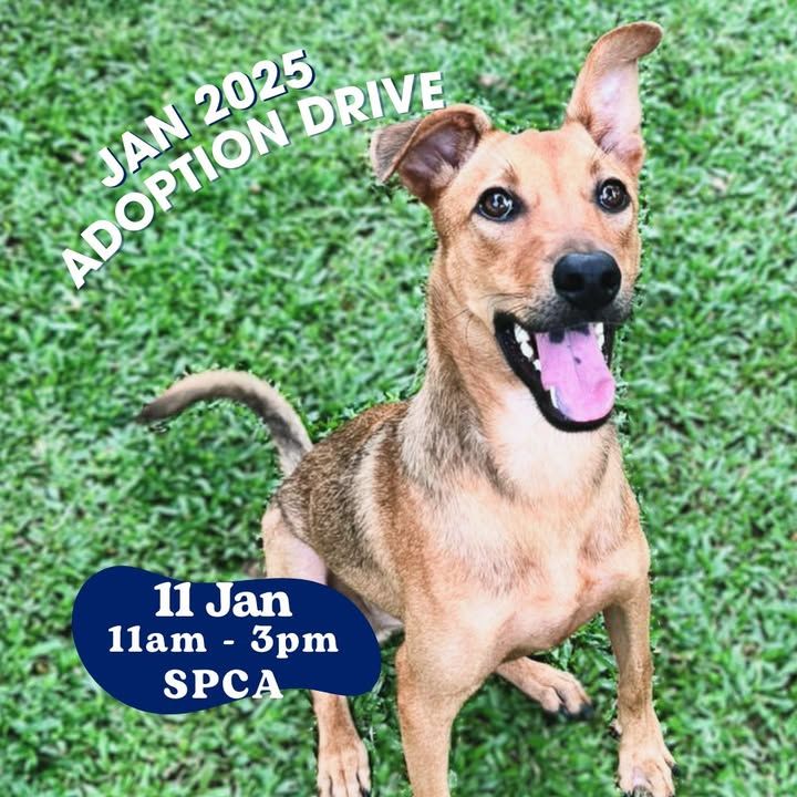 Bruno’s Waiting To See You At Our First Adoption D..