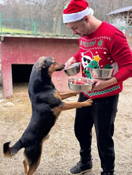 Delighting Homeless Animals With Christmas Surpris..