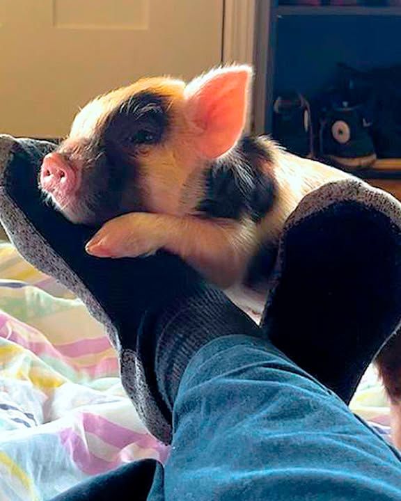 Tiny Pig Acts Like He Owns The Farm