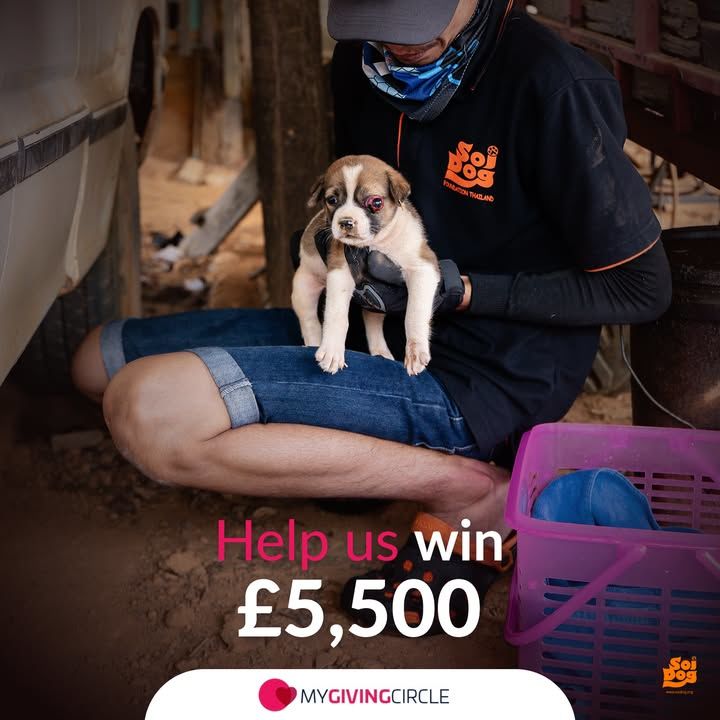 Today Is The Final Day To Vote For Soi Dog Foundat..