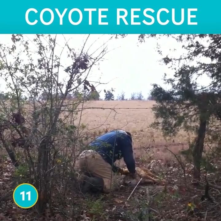 50 Rescues / 50 Animals