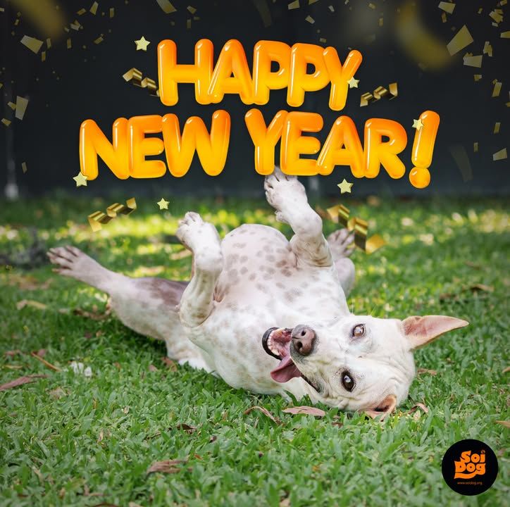Happy New Year From All Of Us At Soi Dog Foundatio..