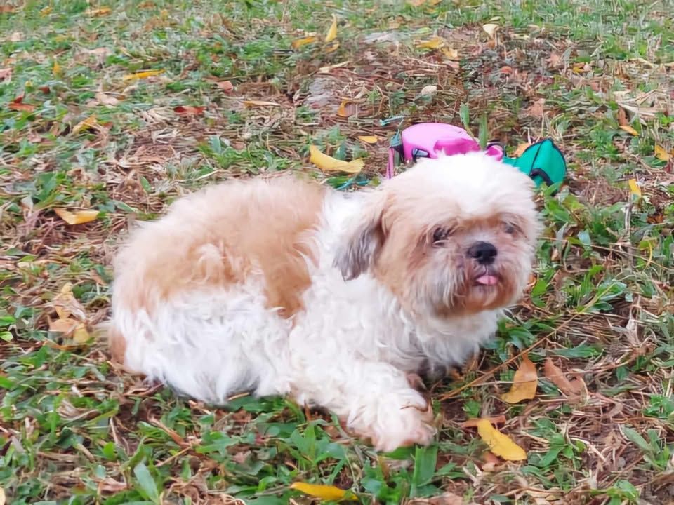 This Dog Found In Island Glades Wearing A Collar L..