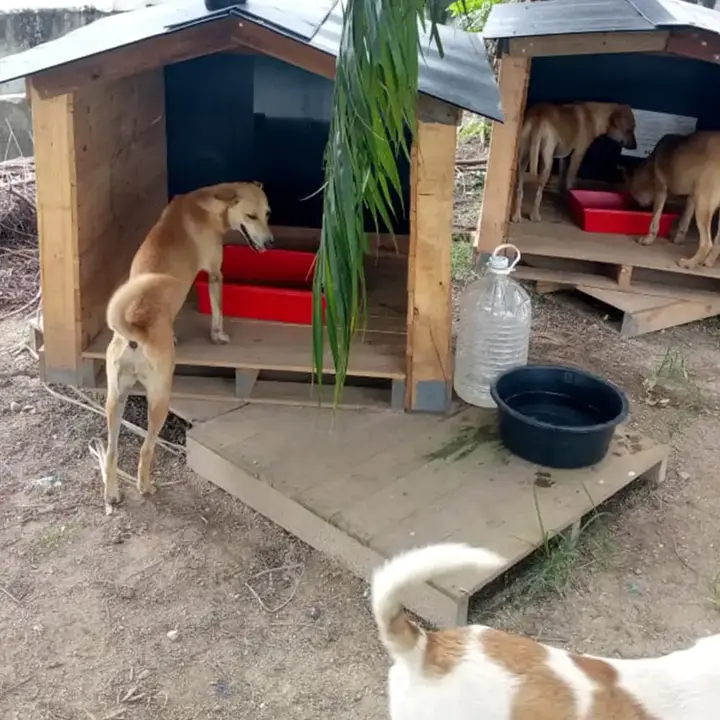 Gurvinder Sets Up Huts With Food And Water For Strays