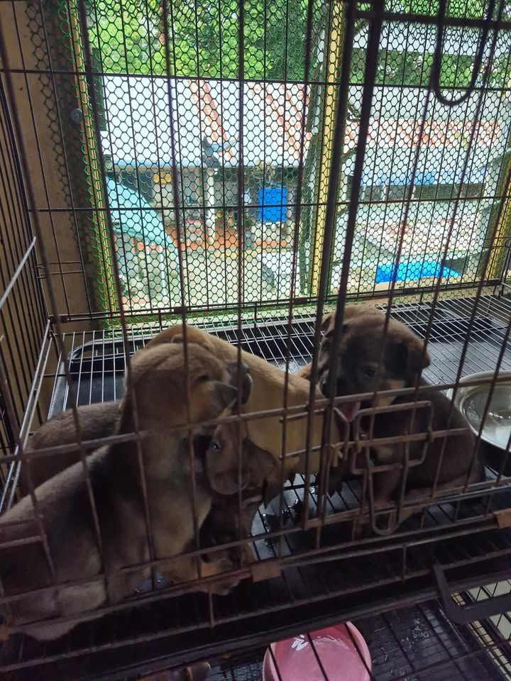 This Morning, Another Group Of Puppies Were Dumped..