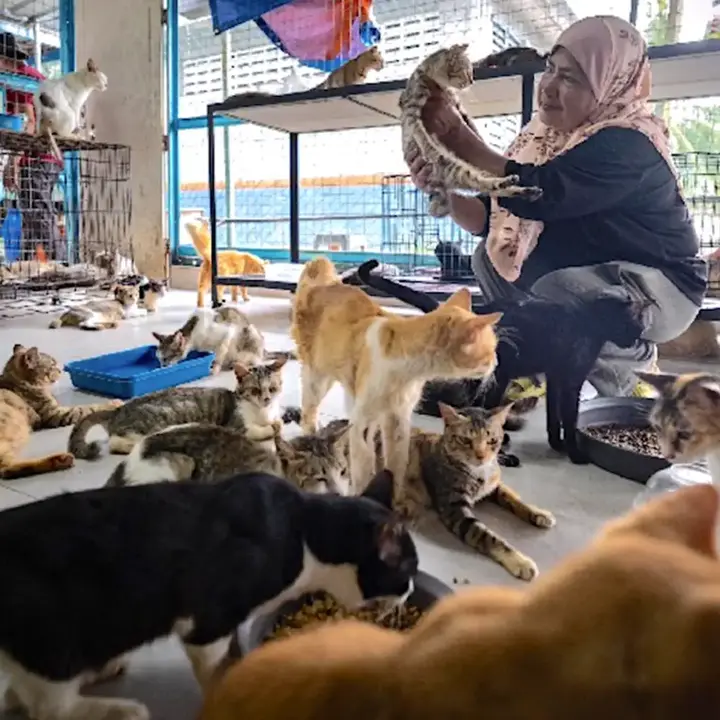 How A Stray Named Tam Turned This Couple Into Cat Lovers