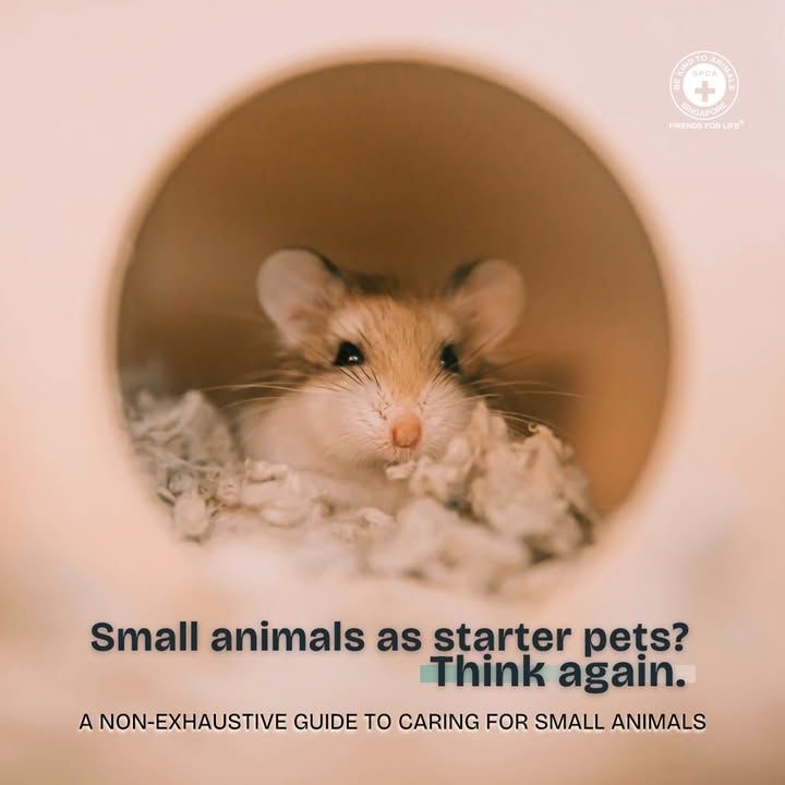 Many Families Consider Starting With A Rabbit, Gui..