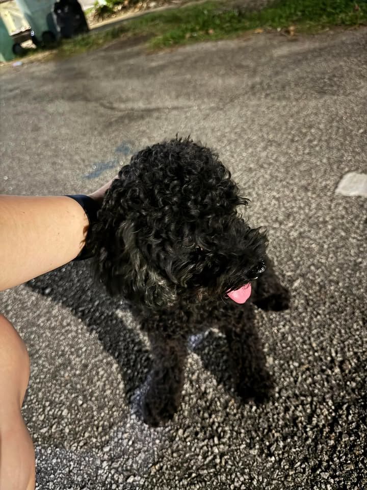 Reposting This – The Dog Was Handed To Someone Who..
