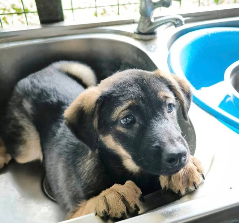 Puppy Adoption At The Animal Shelter. Looking For ..