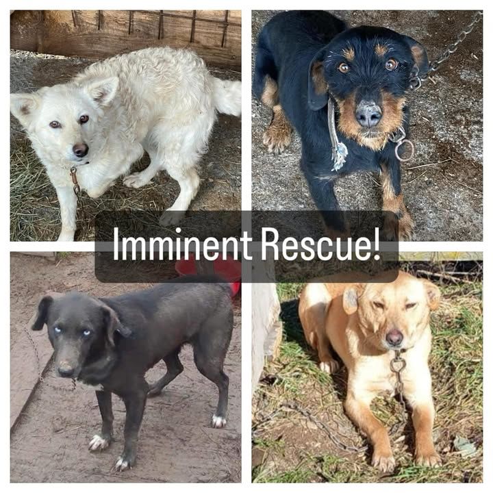 Valentines Day Rescue Of Four Dogs Tomorrow. Tomor..