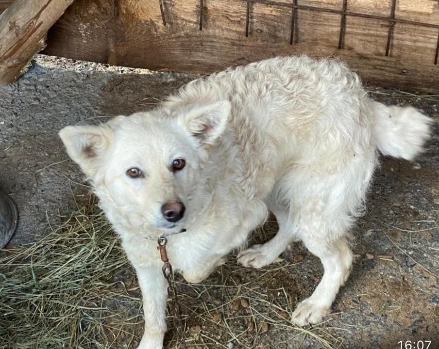 Valentine’s Day Rescue Of Four Dogs Tomorrow. Tomo..