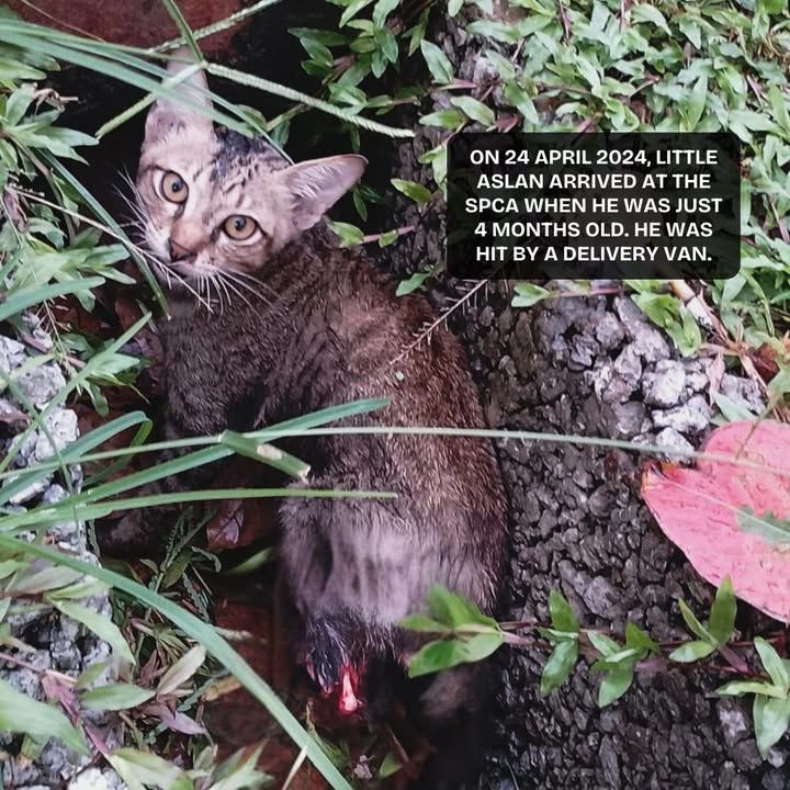 On 24 April 2024, Little Aslan Arrived At The Spca..