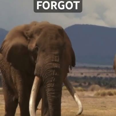 The Elephants Who Never Forgot – A Heartwarming Tribute To Lawrence Anthony