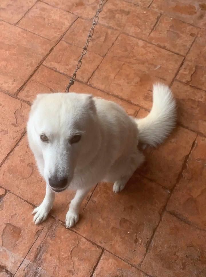 Update Dog Found. Missing Dog. Location Taman Sri ..