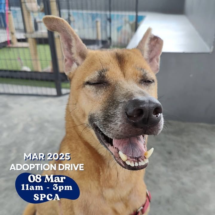 Spike Needs A Little Help Finding His Forever Home..