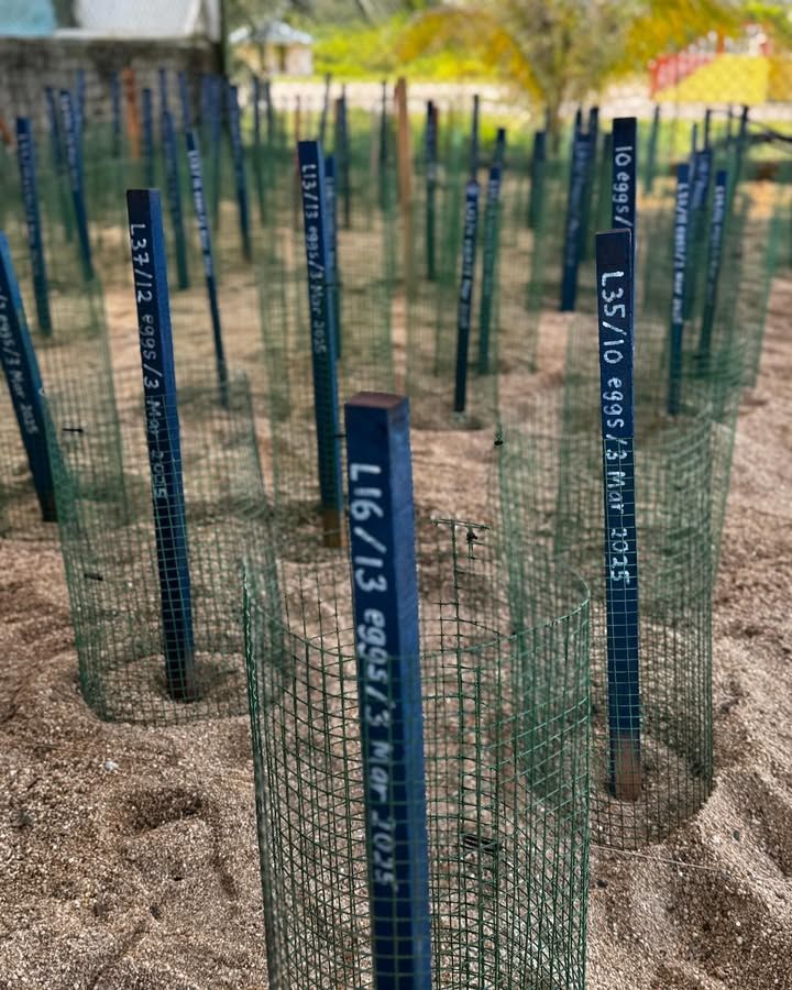 The Terrapin Nesting Season Is Very Short Compared..