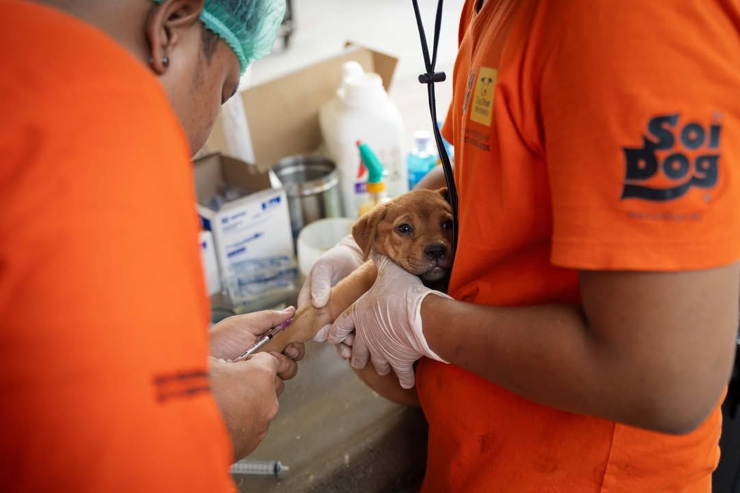 Every Stray Animal Deserves A Chance At A Better L..