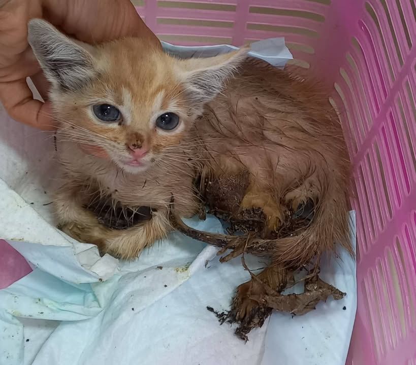 He Was Just Weeks Oldtiny, Vulnerable, And Trapped..