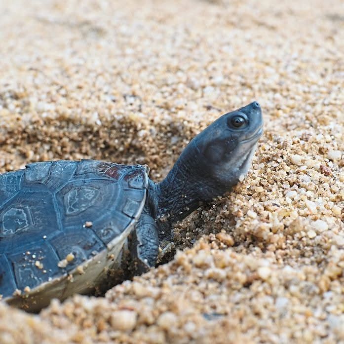 Rare Find A Reason To Shell-Ebrate