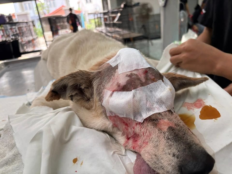 A Violent Attack Cost Gabbana Her Eyes. Today, She..