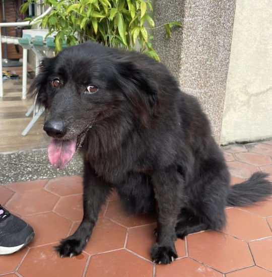 Missing Dog From Minden Heights, Glugor. She’s A S..