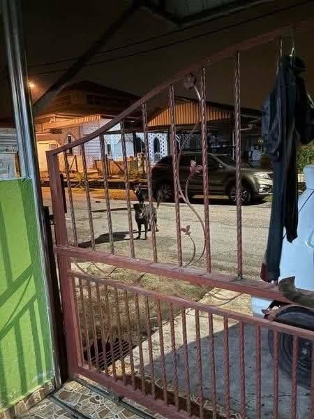 Dua Anjing Berpemilik Serang Lima Orang Dengan Seo..
