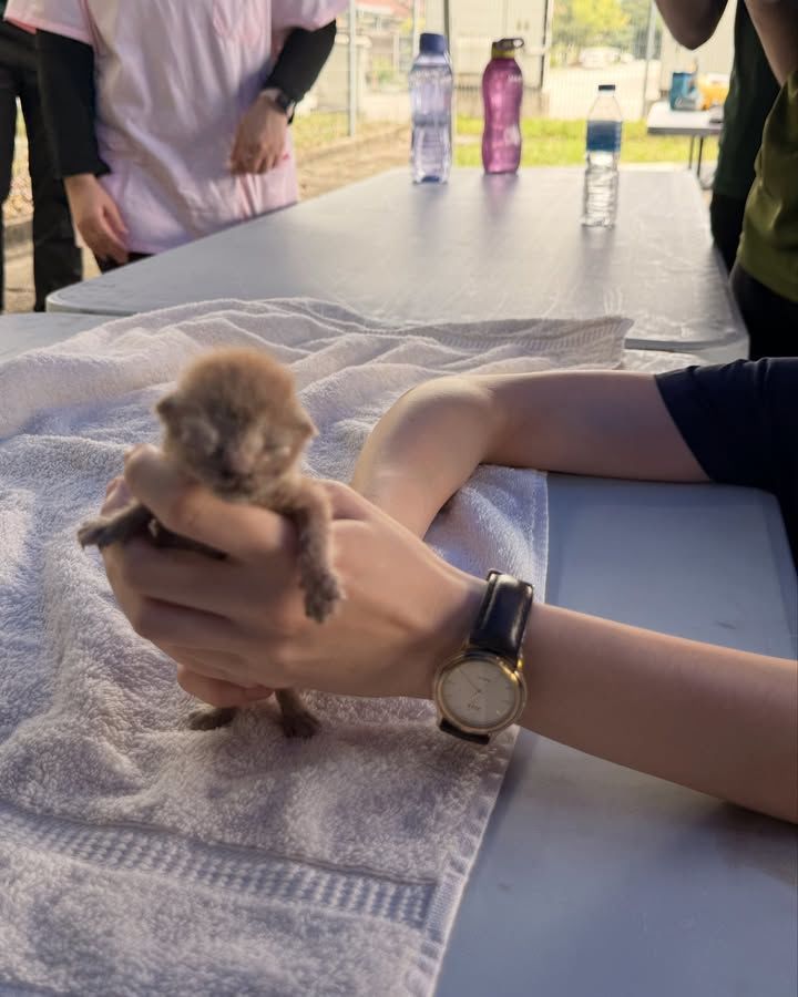 Animals Rescued At Putra Heights Fire. 17 3 2. Bra..