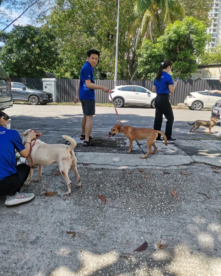 Staff From Agilent Are Volunteering At Our Shelter..