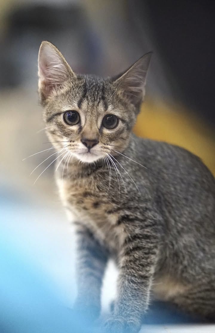 Meet Shang, Saloma Shafik The Perfect Companions F..