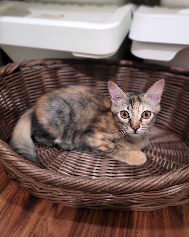 Hi, Im Tori A Tiny Lioness With Big, Clever Eyes A..