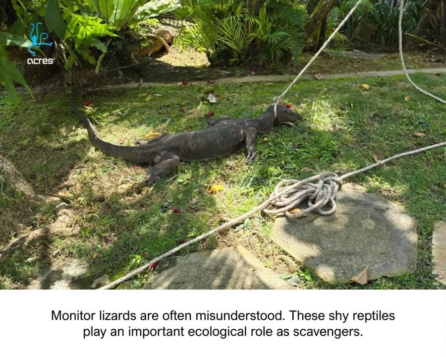 Tying Up Monitor Lizards Is Distressing And Harmfu..