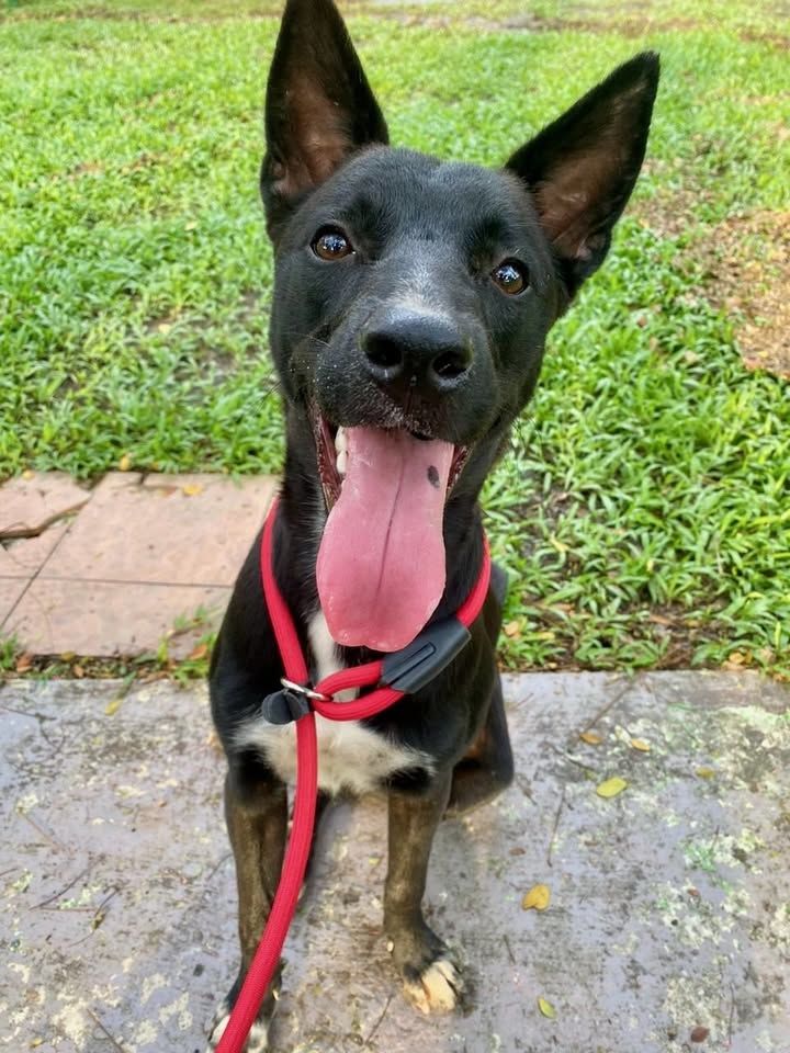 Hi, Im Cookie Sleek, Sweet, And Always Ready To Sn..