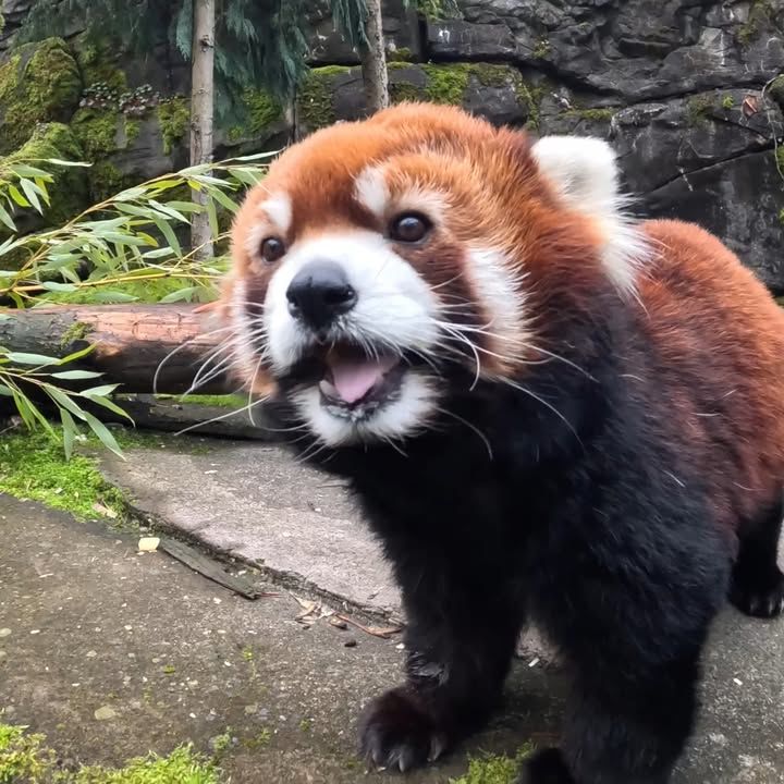Adorable Red Panda Gets Special Crunchy Brunch
