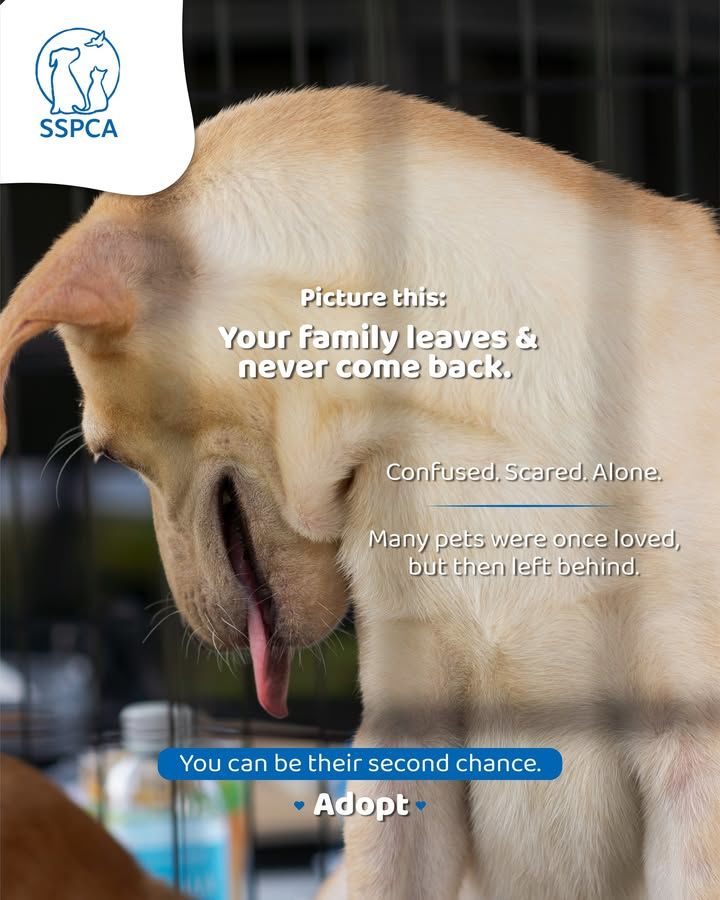 Not A Doormat. Not A Toy. Not For Abuse. Animals A..